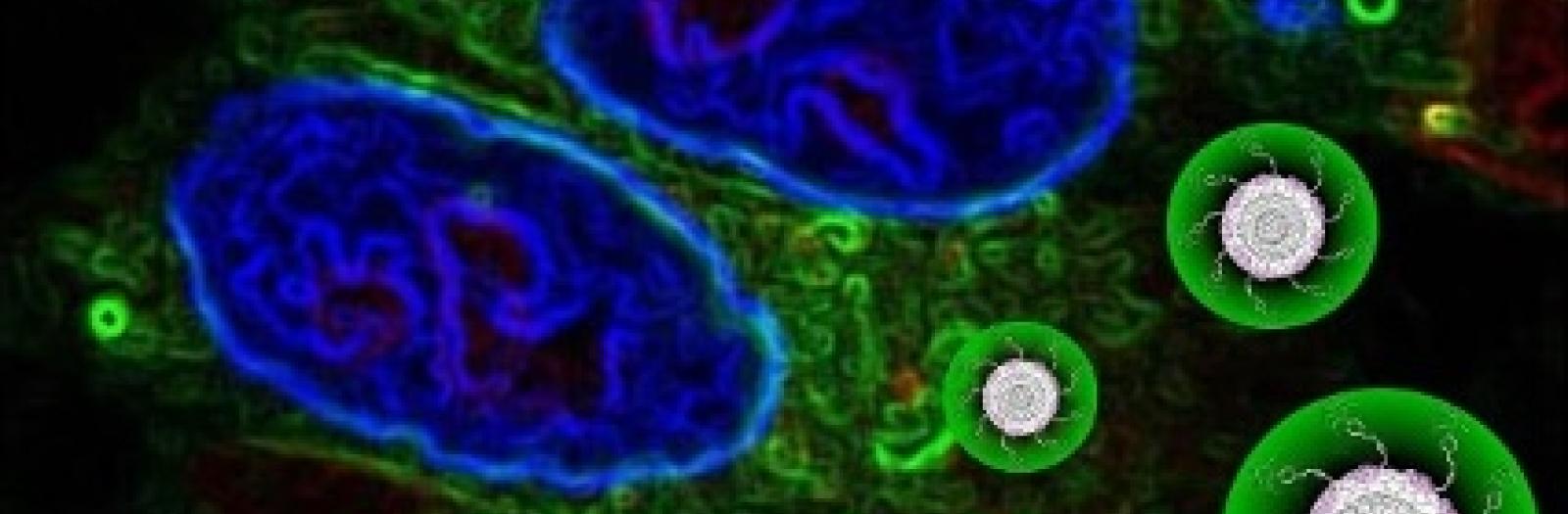 Dalle nanocipolle di carbonio alla terapia del cancro: nanotecnologia al servizio della medicina